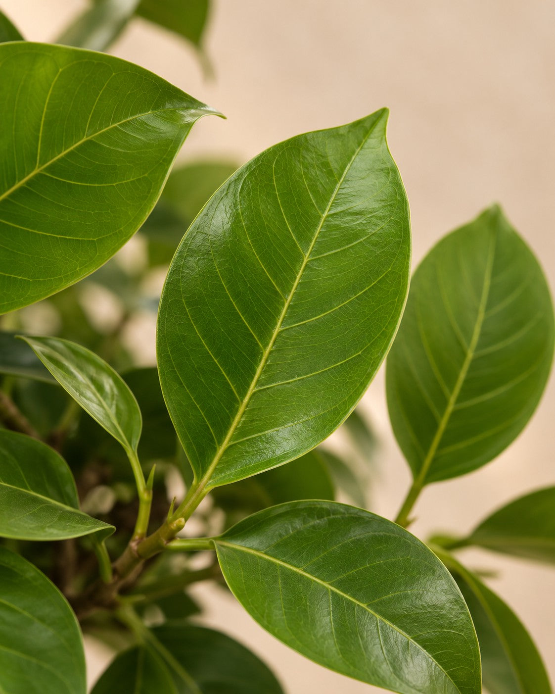 Close-up van het blad van de Ficus Altissimo variegata (Ficus altissima 'Variegata')