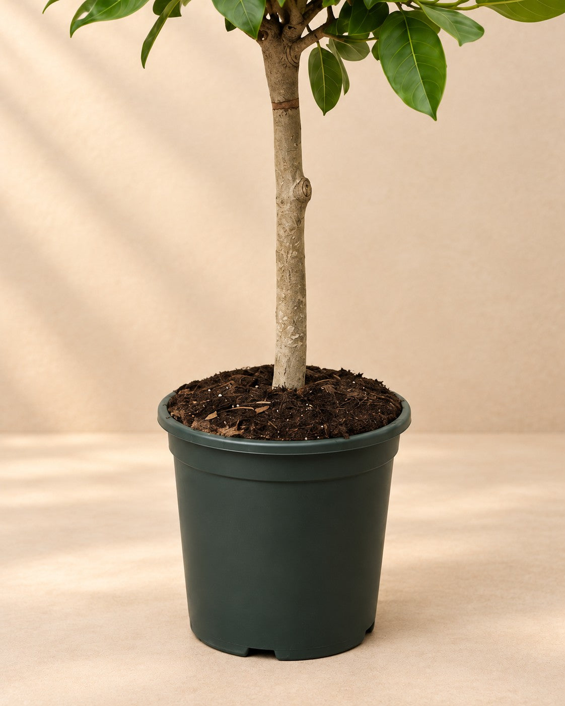 Onderste deel van de Ficus Altissimo variegata (Ficus altissima 'Variegata') met de kweekpot