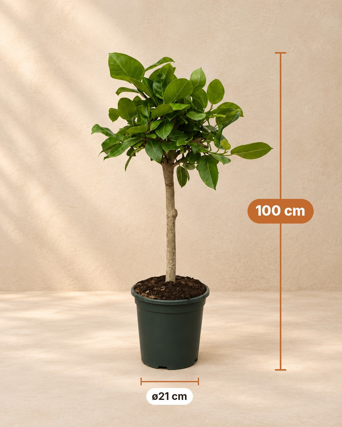 Afmetingen Ficus Altissimo variegata: 100 cm hoog, pot ø21 cm