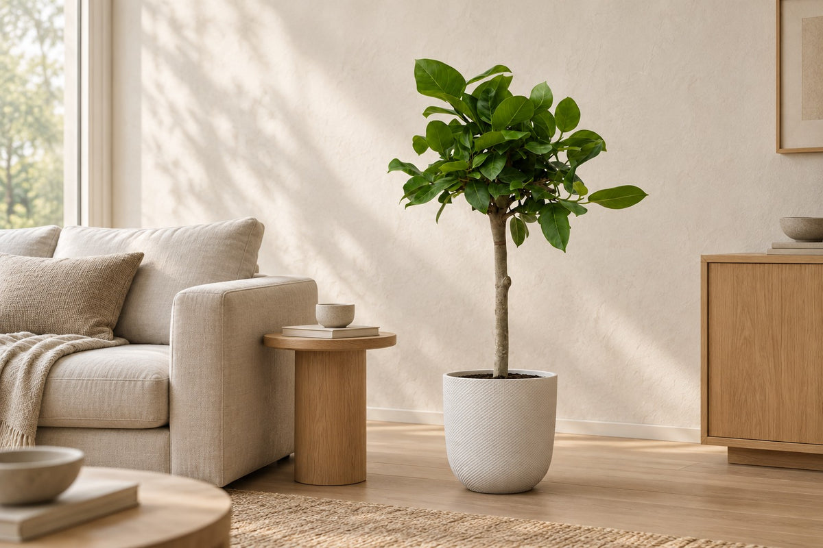 Ficus Altissimo variegata van 100 cm in sierpot Elho Jazz Round wit in een lichte woonkamer