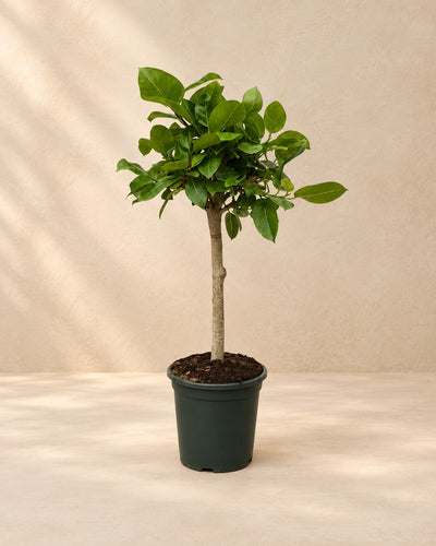 Ficus Altissimo variegata (Ficus altissima 'Variegata') van 100 cm hoog in kweekpot van 21 cm