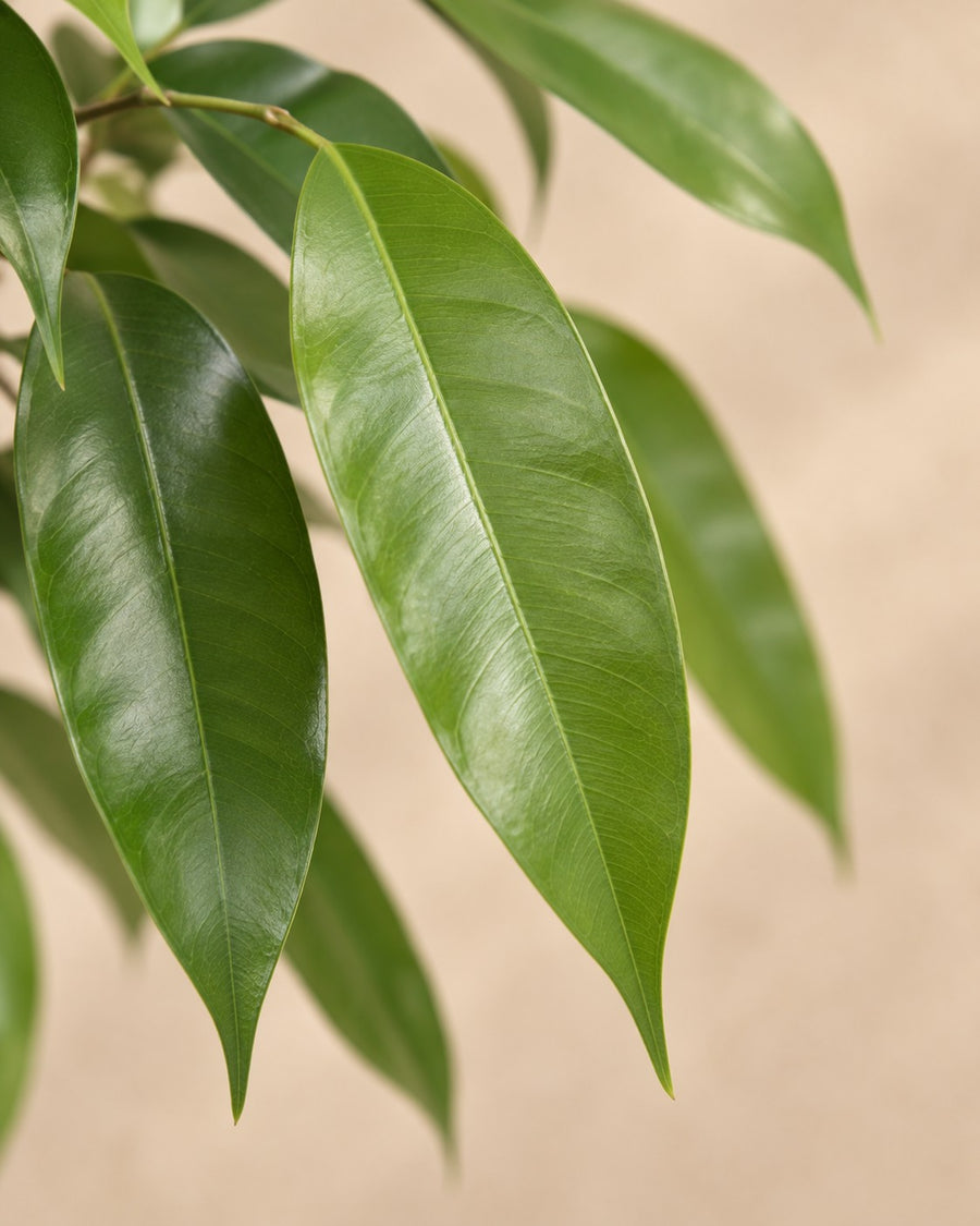 Ficus Amstel King 140 cm - ø30