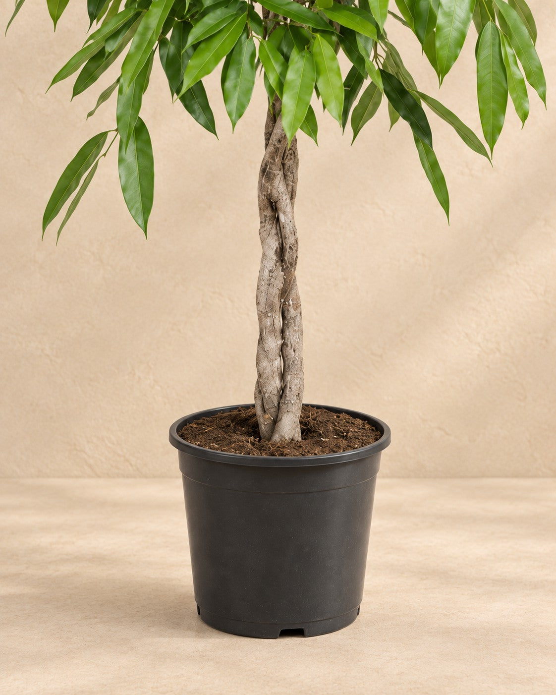 Nedre delen av Ficus Amstel King (Ficus binnendijkii 'Amstel King') med odlingskrukan
