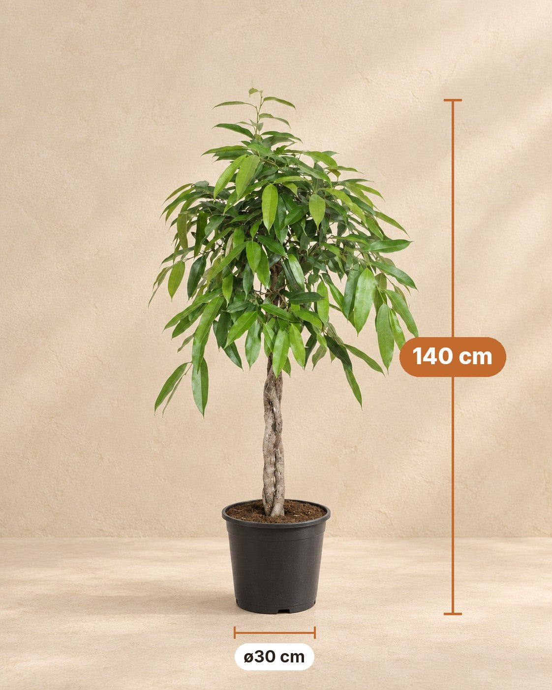 Mått Ficus Amstel King: 140 cm hög, kruka ø30 cm