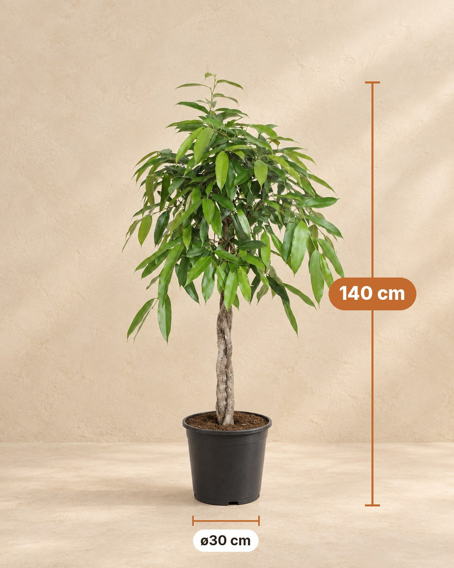 Ficus Amstel King 140 cm - ø30