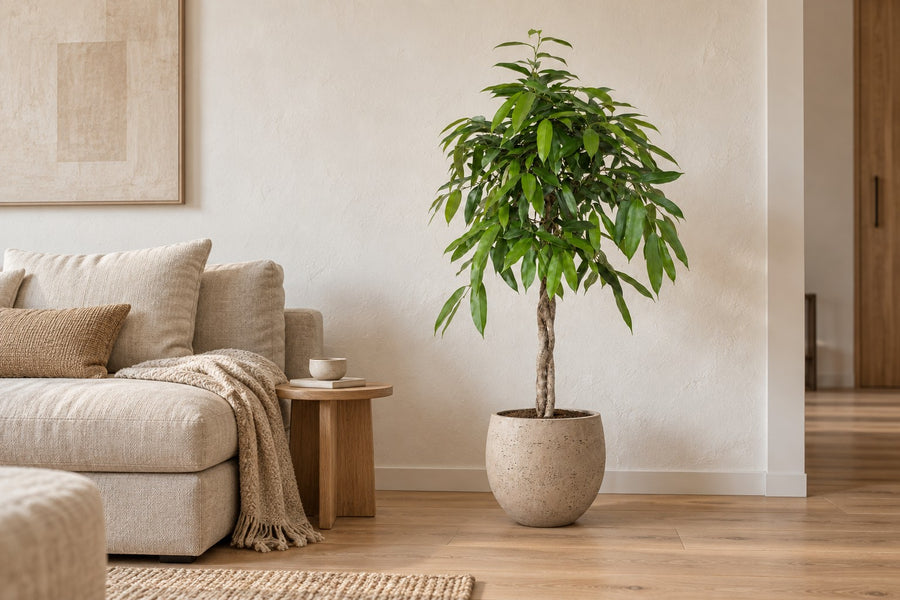 Ficus Amstel King 140 cm - ø30