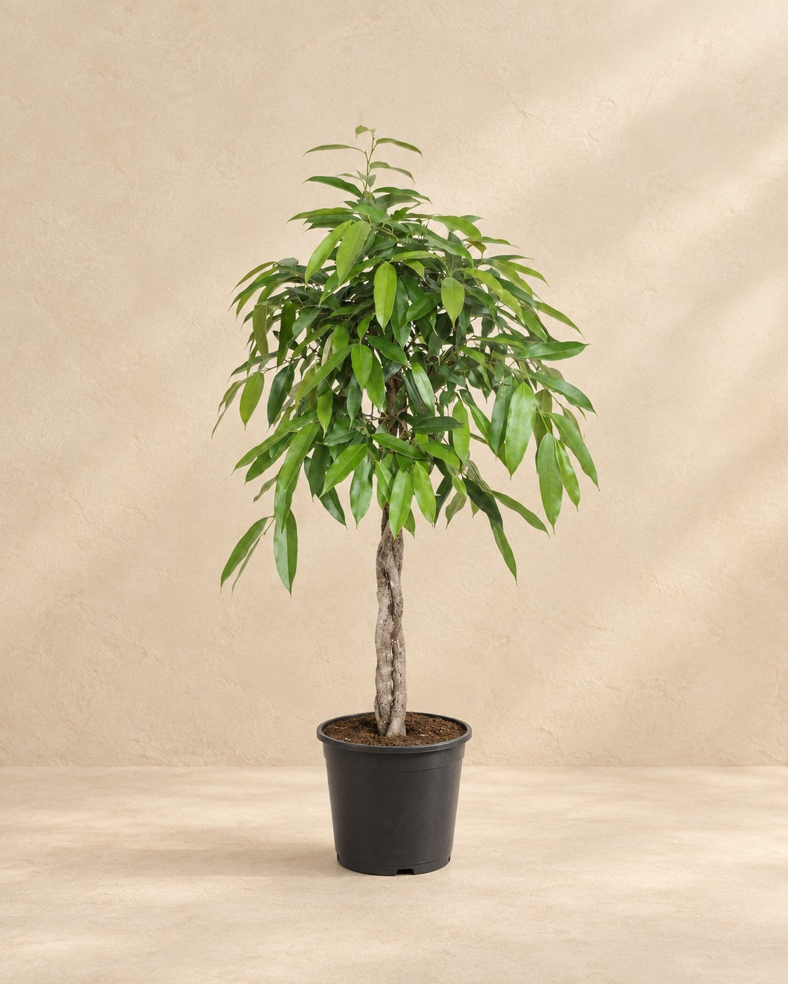 Ficus Amstel King (Ficus binnendijkii 'Amstel King') van 140 cm hoog in kweekpot van 30 cm