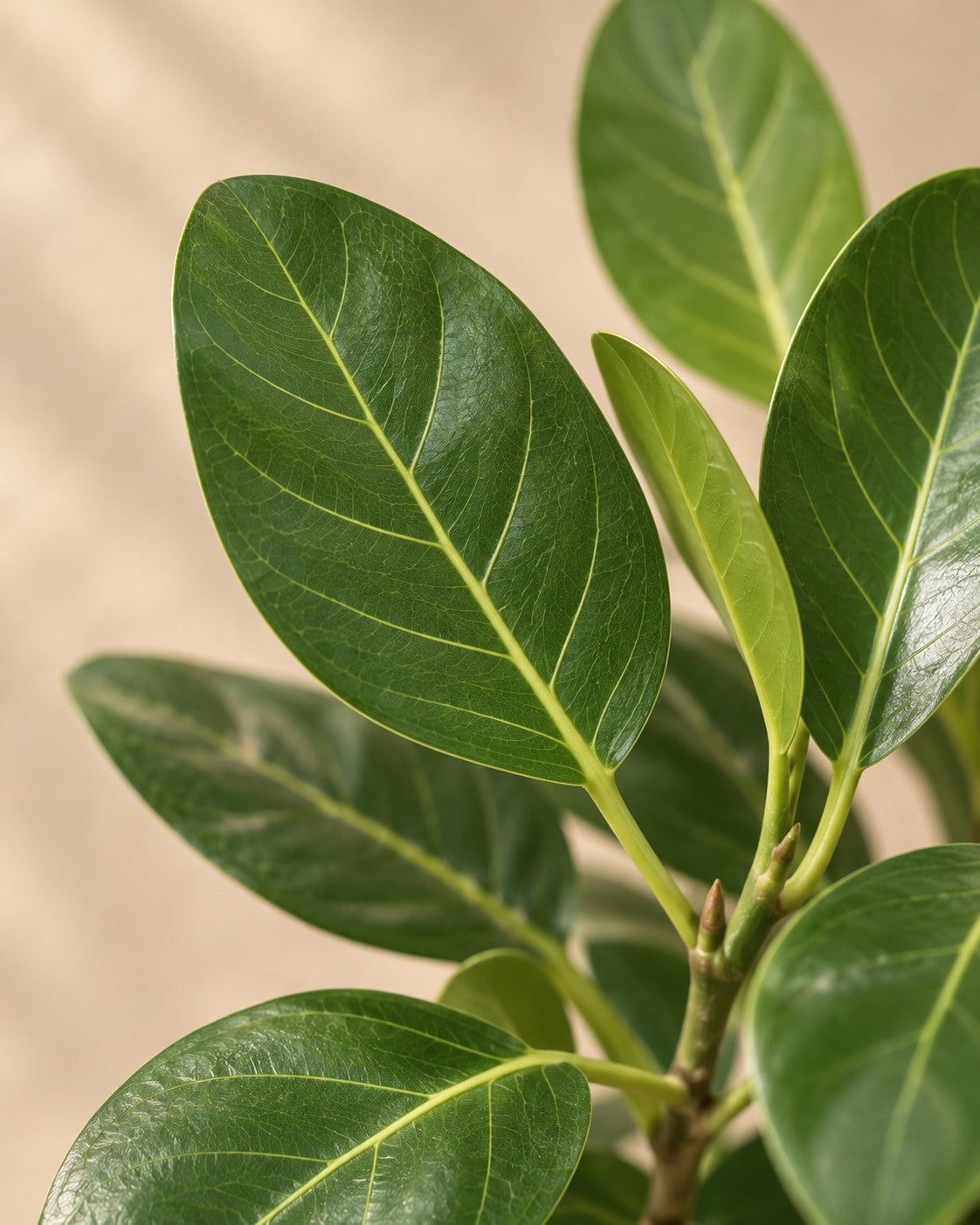 Nahaufnahme der Blätter der Ficus benghalensis