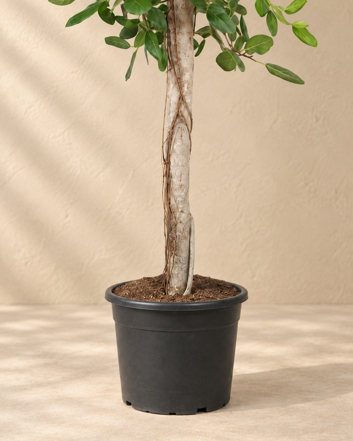 Unterer Teil der Ficus benghalensis mit dem Anzuchttopf