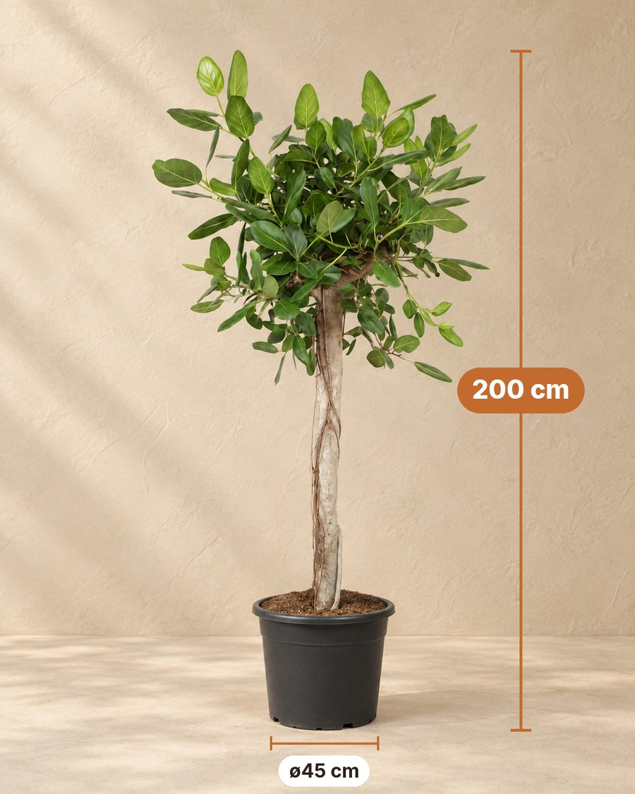 Ficus benghalensis (Banyanbaum) Baum de luxe 200 cm hoch