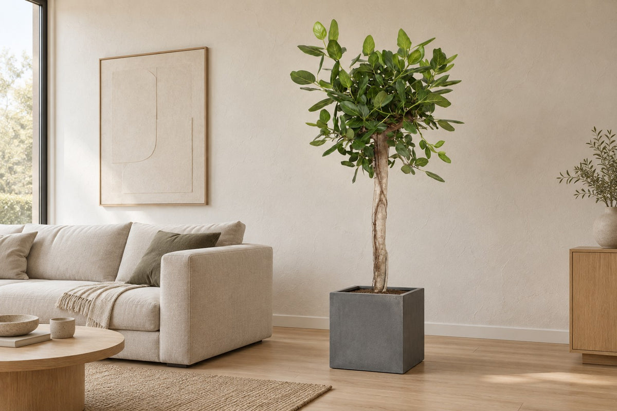 Ficus benghalensis, 200 cm, in Übertopf Block Grey in einem hellen Wohnzimmer