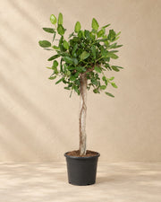 Ficus benghalensis, 200 cm hoch im Anzuchttopf von 45 cm