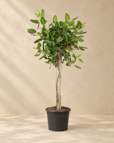 Ficus benghalensis, 200 cm hoch im Anzuchttopf von 45 cm