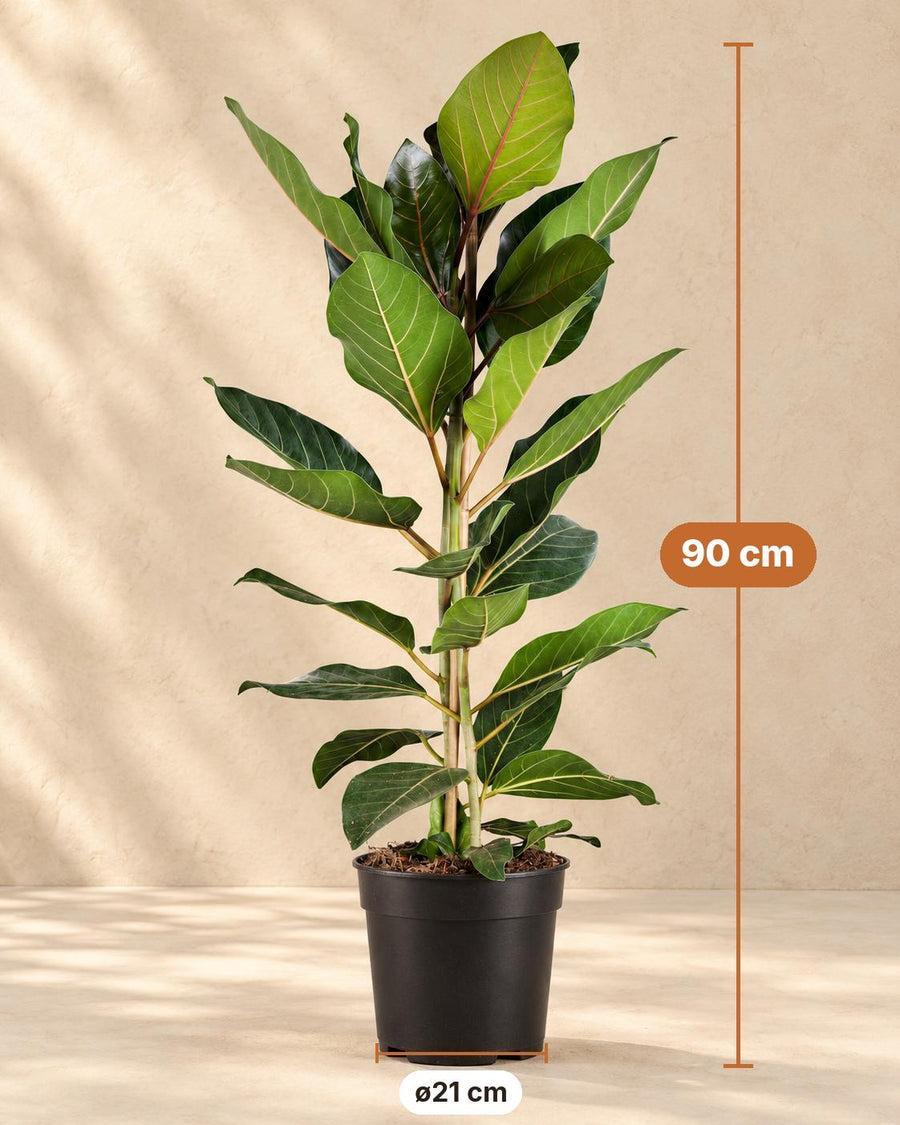 Bengaalse vijg (Ficus benghalensis 'Joy') 90 cm hoog, pot ø21 cm