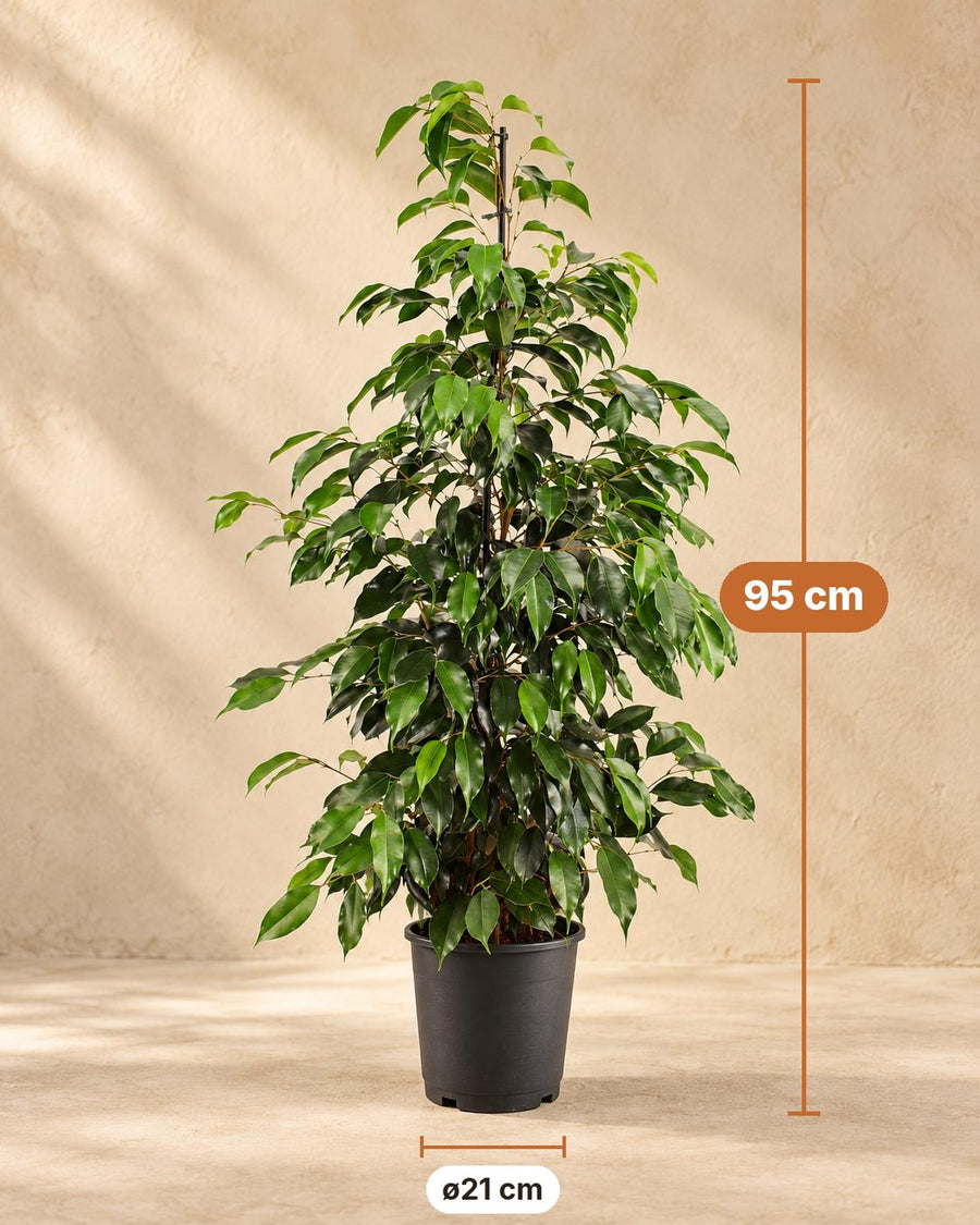 Treurvijg (Ficus benjamina 'Danielle') 95 cm hoog, pot ø21 cm