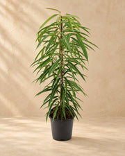 Ficus binnendijkii 'Alii' 80 cm hoch, Topf ø21 cm