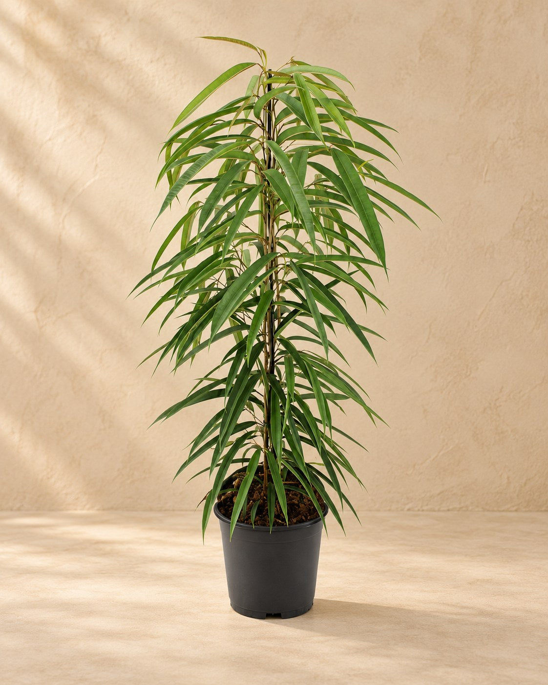 Ficus binnendijkii 'Alii' 80 cm hoch, Topf ø21 cm