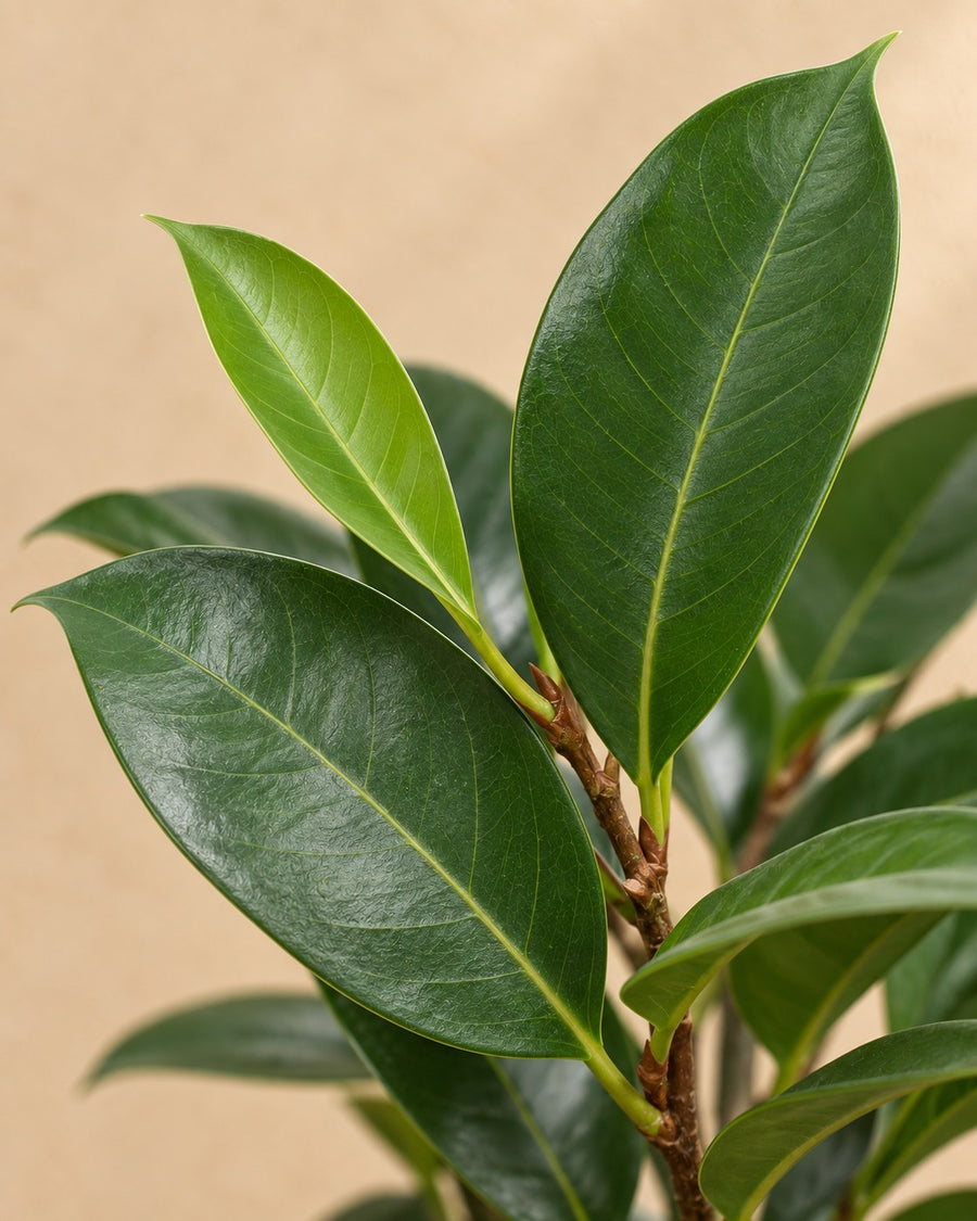 Ficus Cyathistipula 100cm - ø27