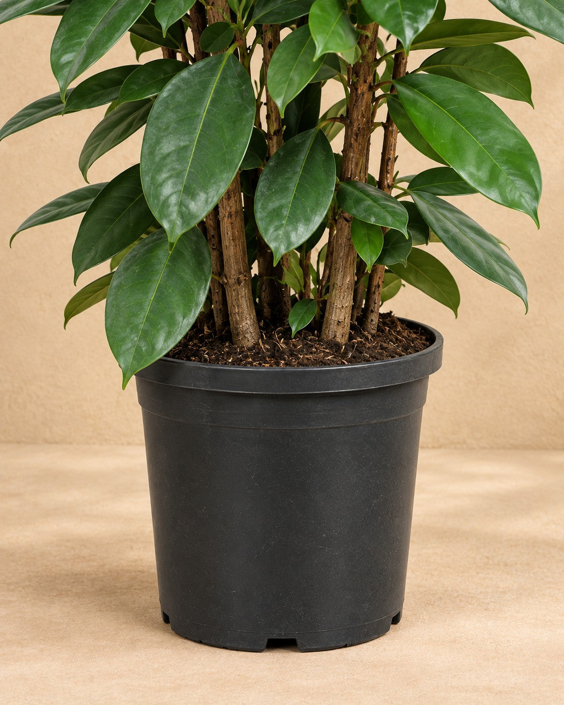 Onderste deel van de Ficus Cyathistipula met de kweekpot