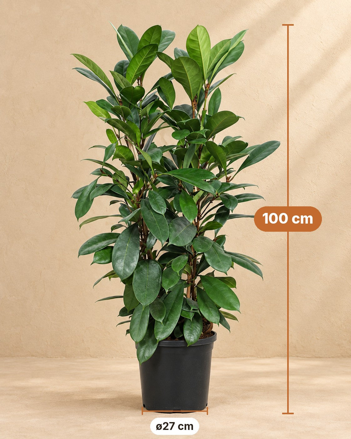 Afmetingen Ficus Cyathistipula: 100 cm hoog, pot ø27 cm