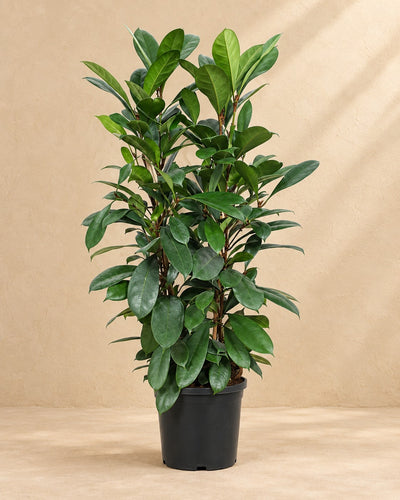Ficus Cyathistipula van 100 cm hoog in kweekpot van 27 cm