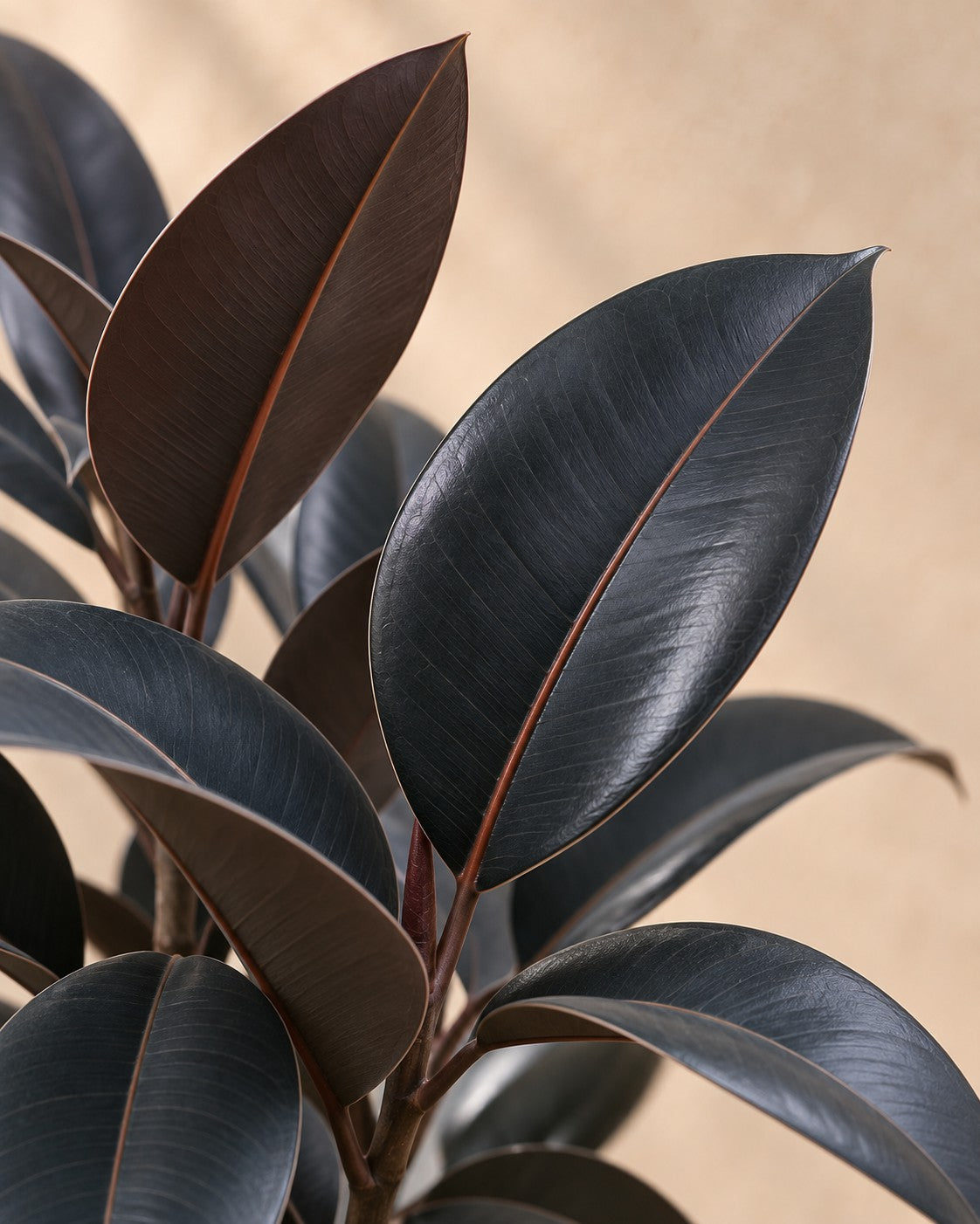 Close-up van het blad van de Ficus Elastica Abidjan stam (Ficus elastica 'Abidjan')