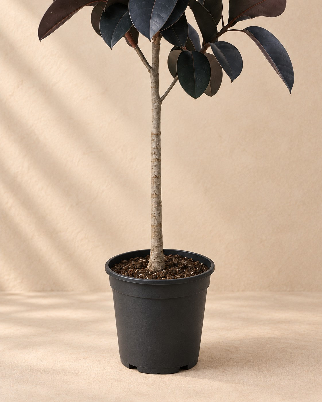Onderste deel van de Ficus Elastica Abidjan stam (Ficus elastica 'Abidjan') met de kweekpot