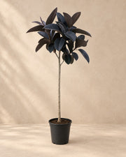Ficus Elastica Abidjan stam (Ficus elastica 'Abidjan') van 150 cm hoog in kweekpot van 24 cm