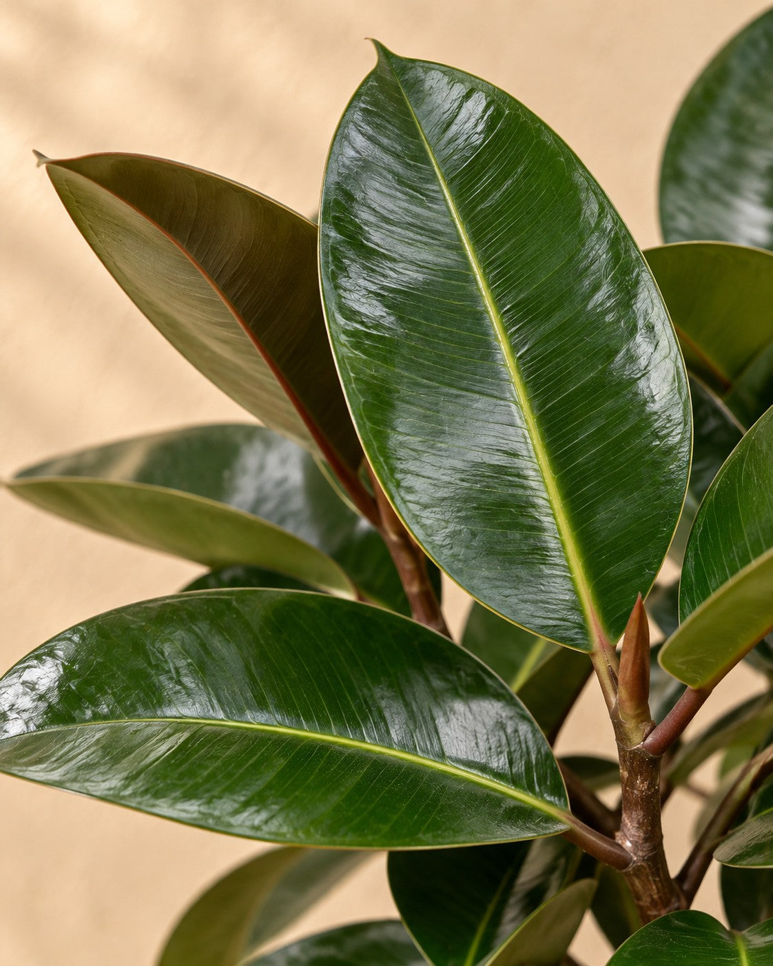 Primo piano delle foglie di Ficus Elastica Robusta (Ficus elastica 'Robusta')