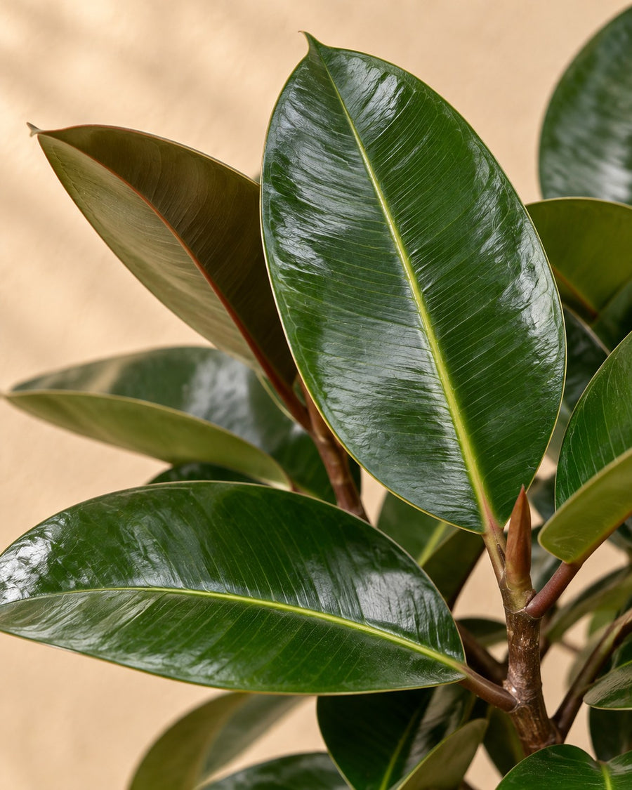 Ficus Elastica Robusta (albero della gomma su tronco) 120 cm di altezza, vaso ø24 cm