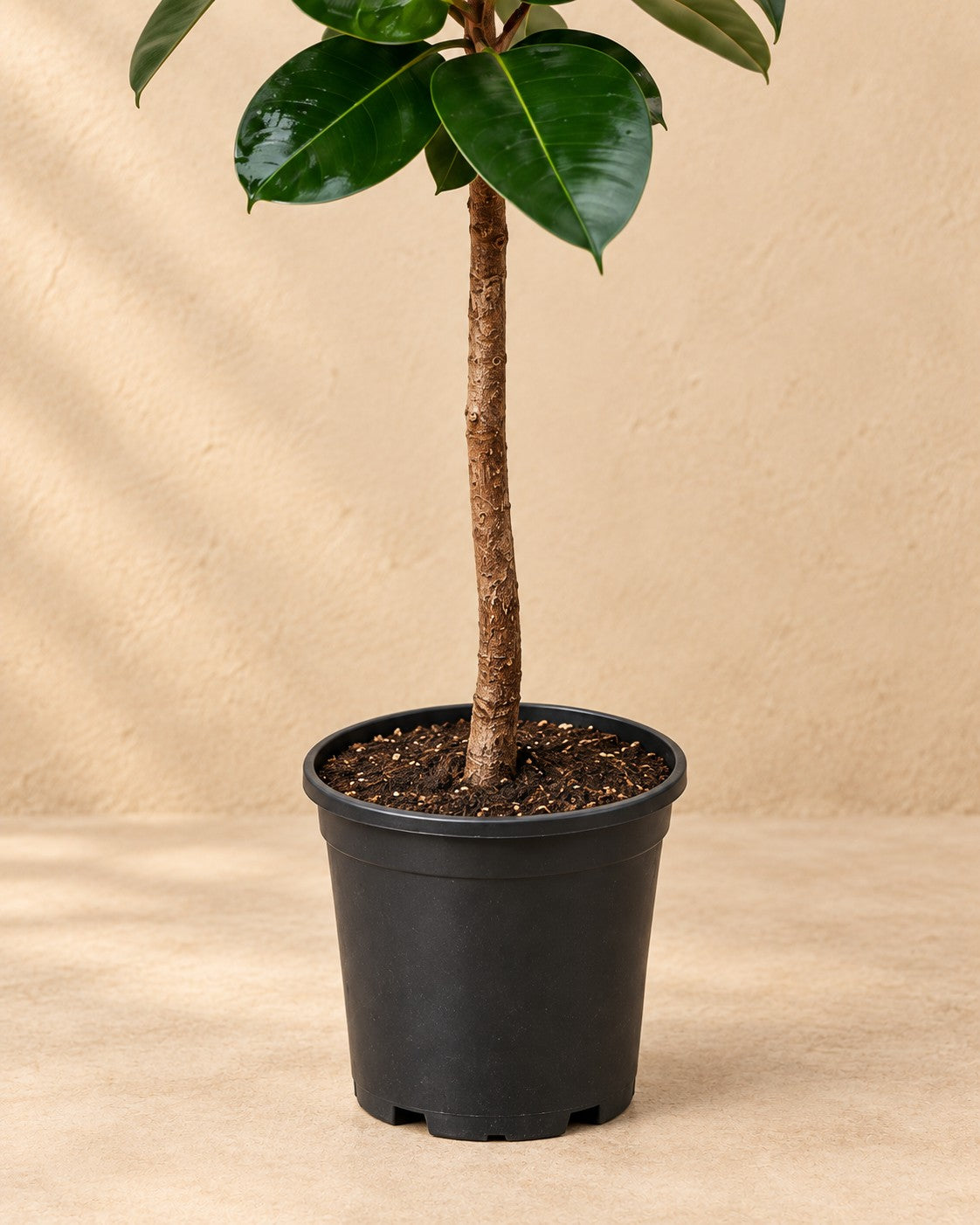 Parte bassa di Ficus Elastica Robusta (Ficus elastica 'Robusta') con il vaso di coltivazione
