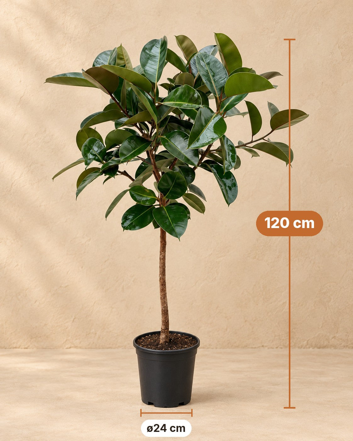 Dimensioni Ficus Elastica Robusta: altezza 120 cm, vaso ø24 cm