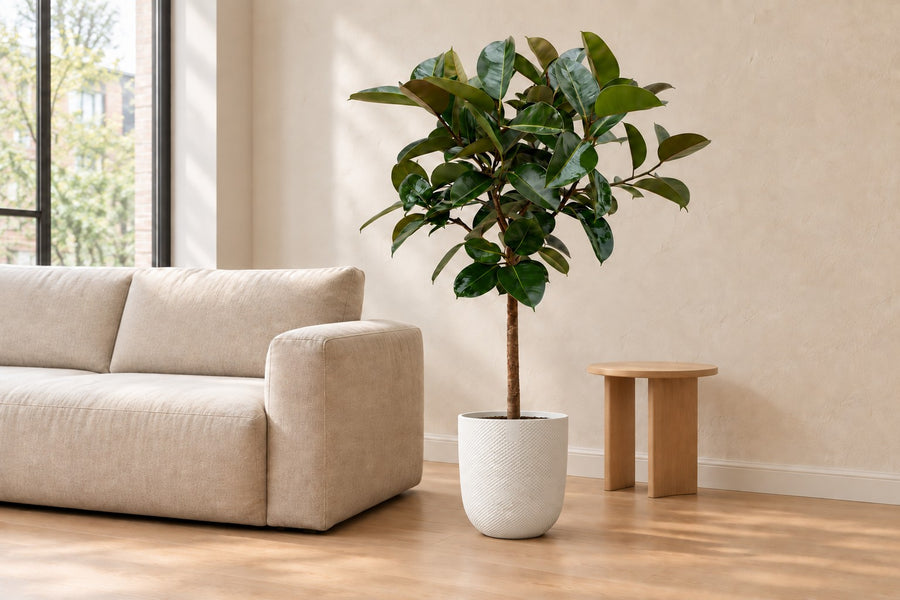Ficus Elastica Robusta (albero della gomma su tronco) 120 cm di altezza, vaso ø24 cm