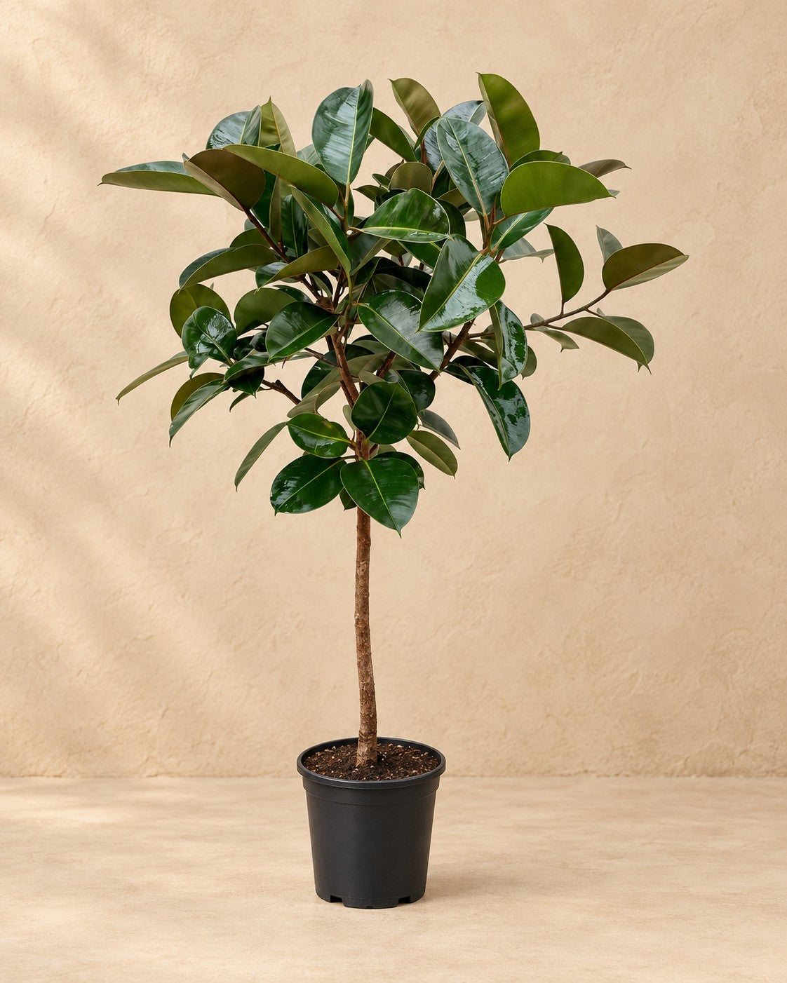 Ficus Elastica Robusta (Ficus elastica 'Robusta'), alta 120 cm in vaso di coltivazione da 24 cm