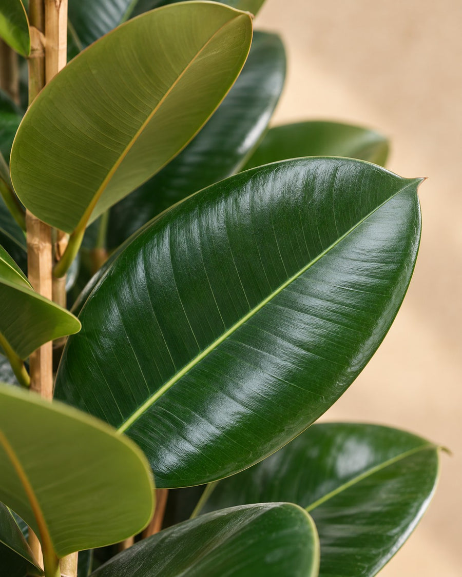 Ficus Elastica Robusta struik Ø27 140cm - ø27