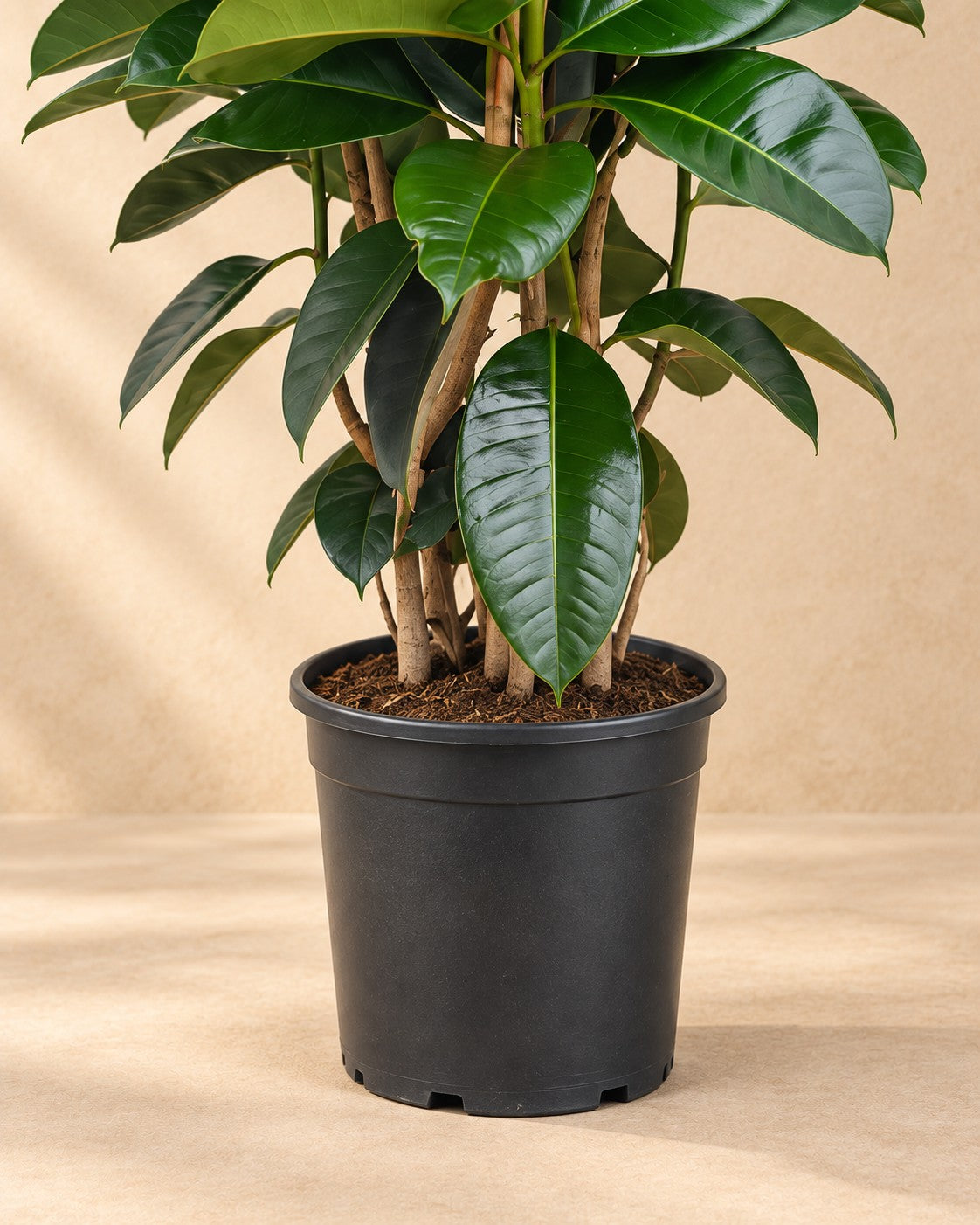 Onderste deel van de Ficus Elastica Robusta struik (Ficus elastica 'Robusta') met de kweekpot