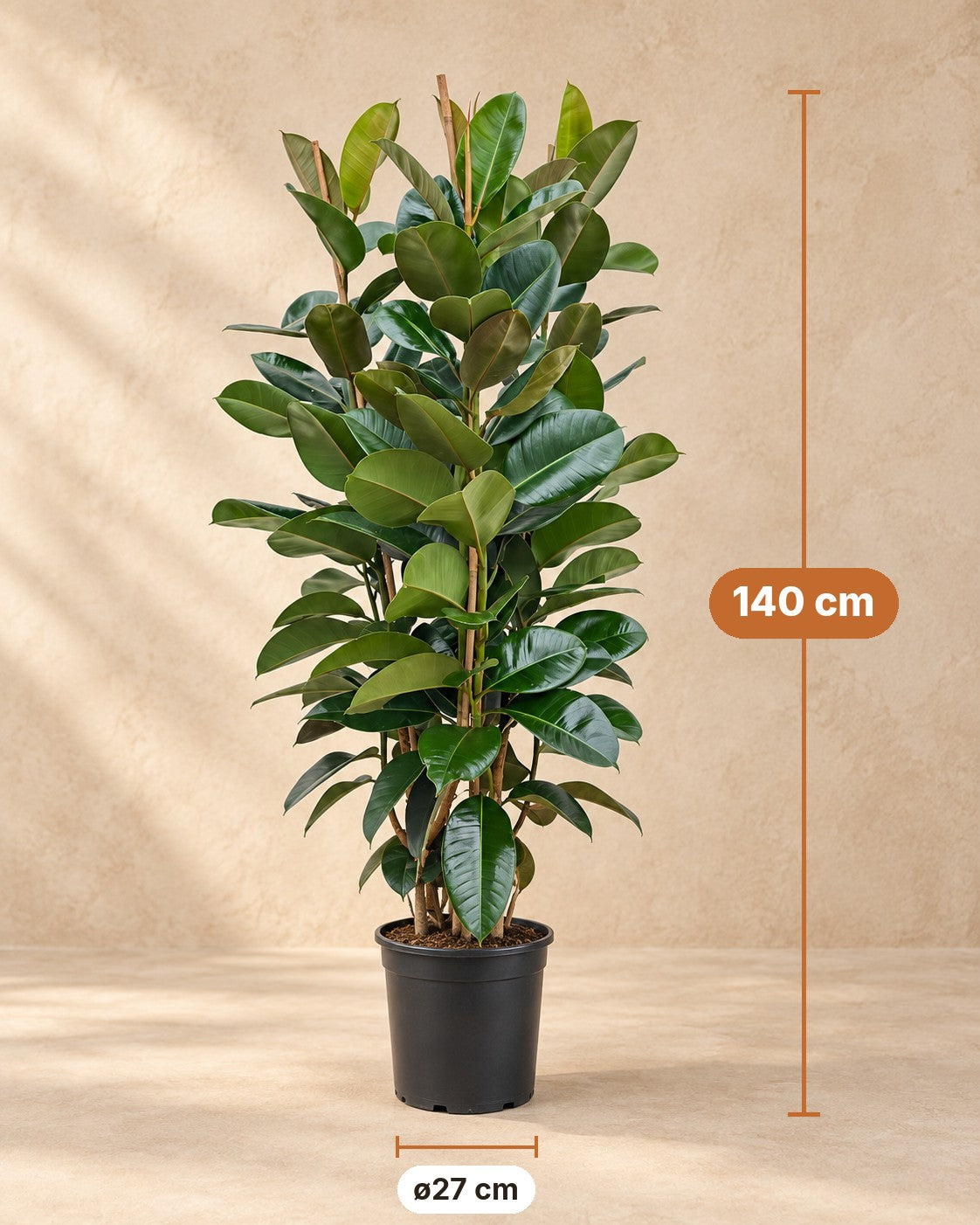 Afmetingen Ficus Elastica Robusta struik: 140 cm hoog, pot ø27 cm