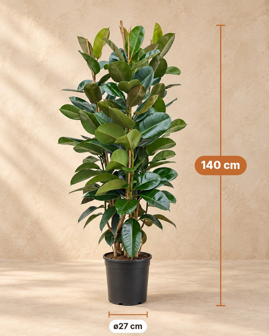 Ficus Elastica Robusta struik Ø27 140cm - ø27