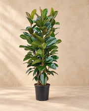 Ficus Elastica Robusta struik (Ficus elastica 'Robusta') van 140 cm hoog in kweekpot van 27 cm