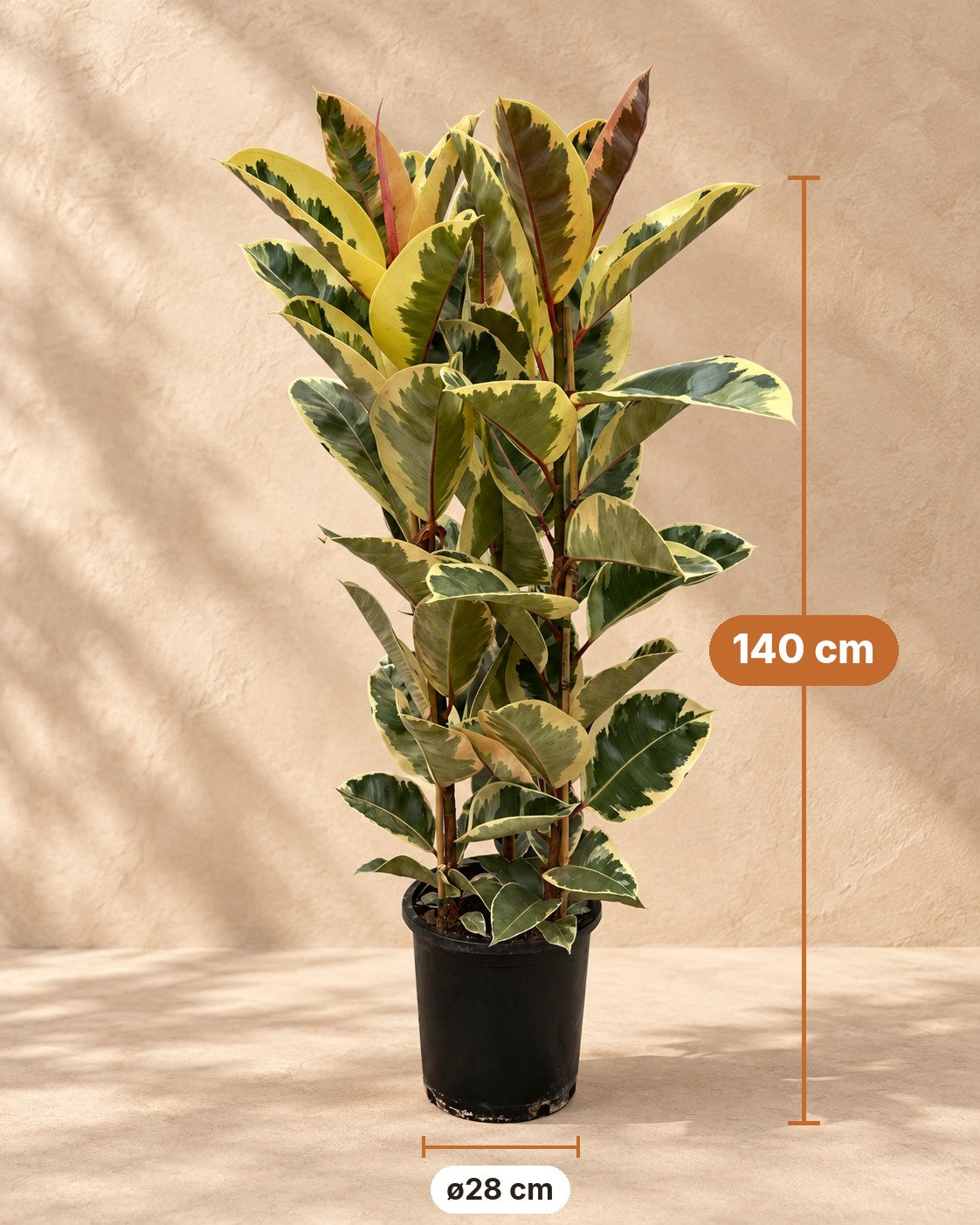 Afmetingen Ficus Elastica Tineke: 140 cm hoog, pot ø28 cm