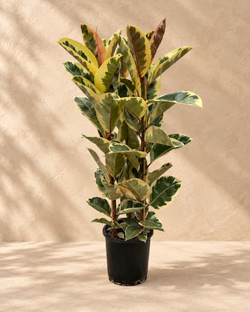Ficus Elastica Tineke (rubberboom struik) 140 cm hoog, pot ø28 cm