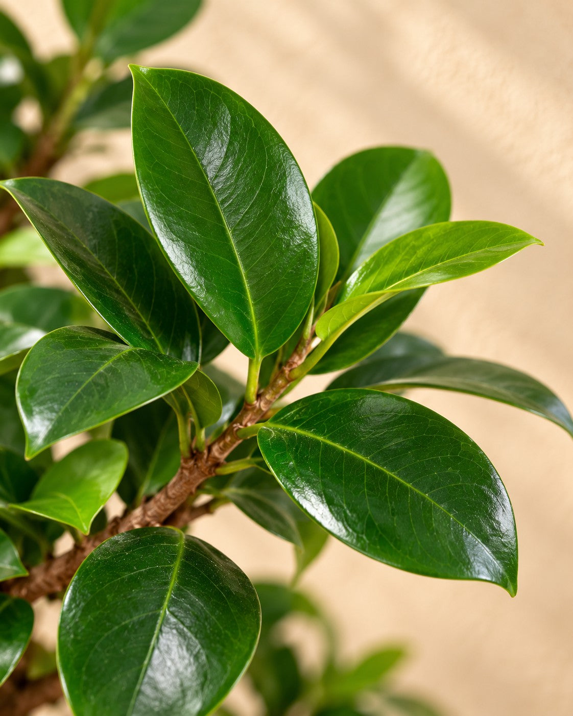 Close-up van het blad van de Ficus Ginseng (Ficus microcarpa 'Ginseng')
