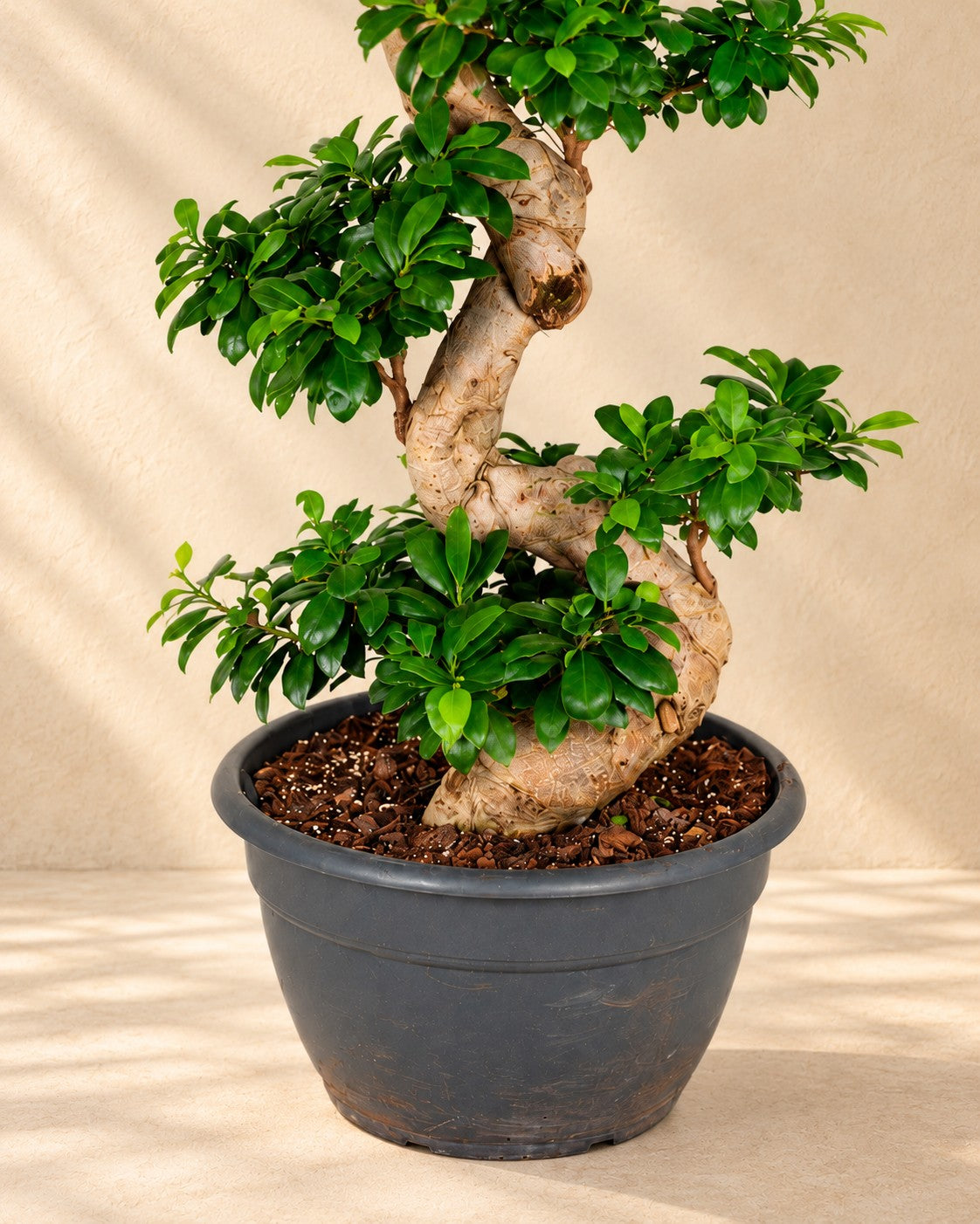 Onderste deel van de Ficus Ginseng (Ficus microcarpa 'Ginseng') met de kweekpot