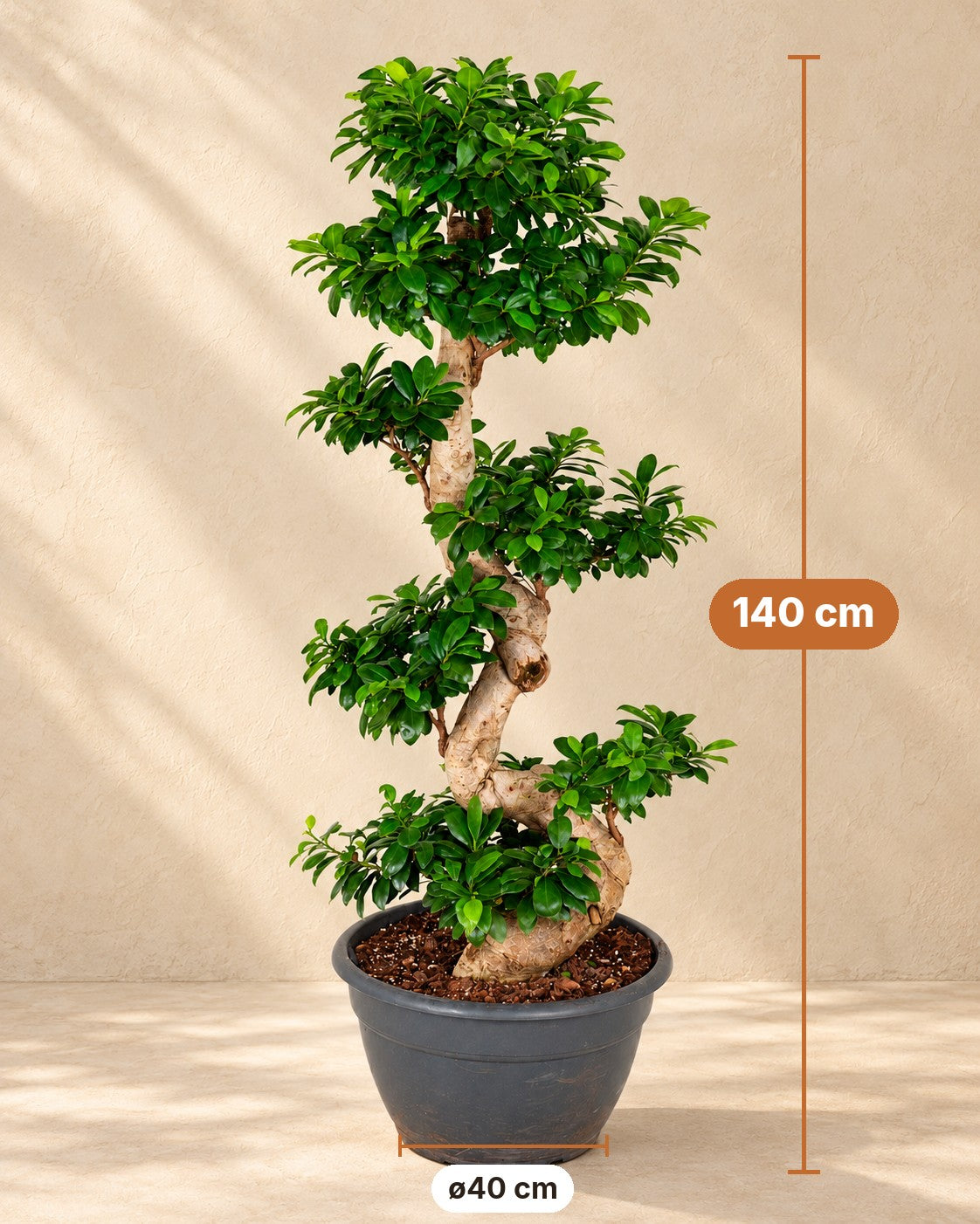 Afmetingen Ficus Ginseng: 140 cm hoog, pot ø40 cm