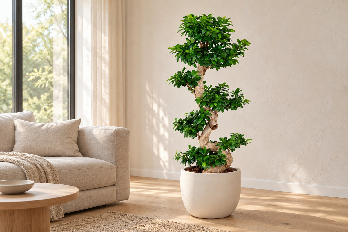 Ficus Ginseng van 140 cm in een witte keramische pot in een lichte woonkamer