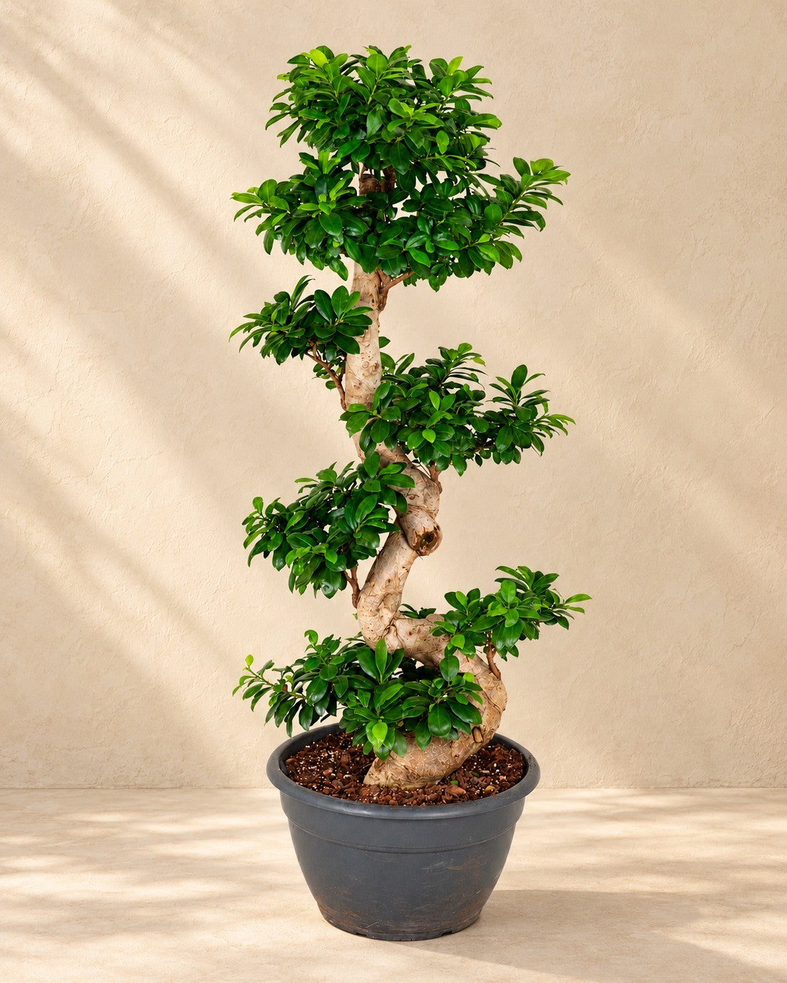Ficus Ginseng (Ficus microcarpa 'Ginseng') van 140 cm hoog in kweekpot van 40 cm
