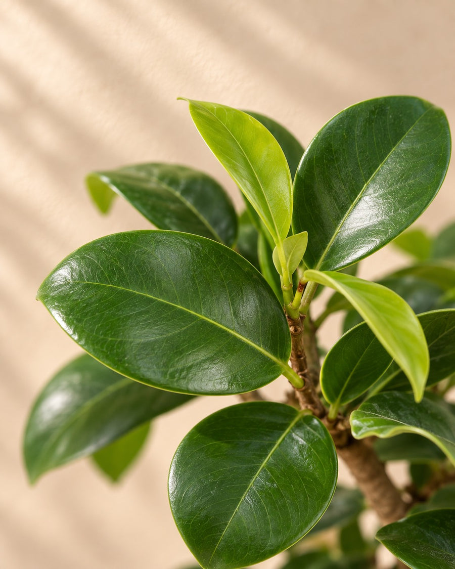 Ficus Ginseng (bonsai-vijg) 70 cm hoog, pot ø27 cm