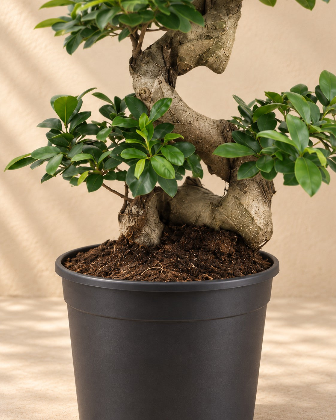 Onderste deel van de Ficus Ginseng (Ficus microcarpa 'Ginseng') met de kweekpot