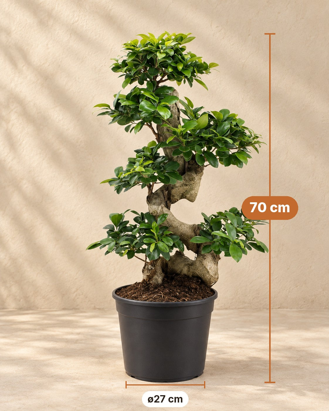 Afmetingen Ficus Ginseng: 70 cm hoog, pot ø27 cm