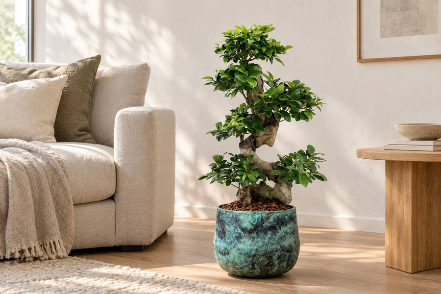Ficus Ginseng (bonsai-vijg) 70 cm hoog, pot ø27 cm